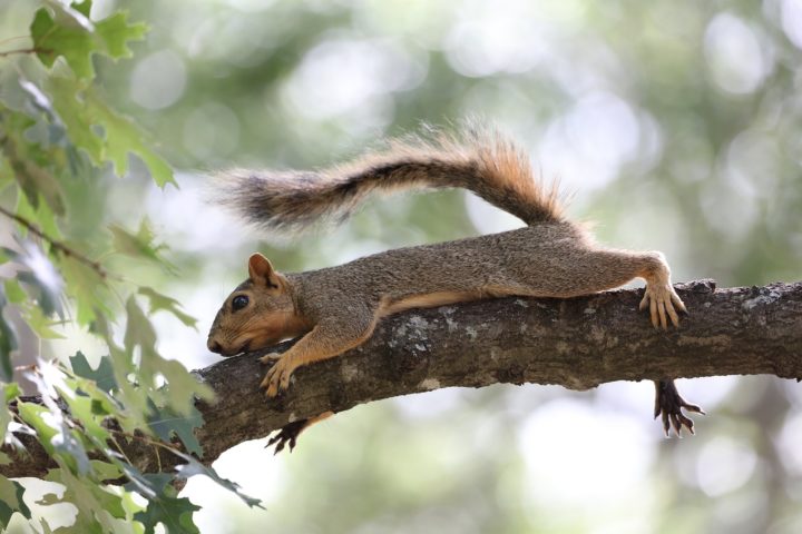 Com corpos esguios e ágeis, os esquilos são conhecidos pela cauda espessa e peluda, que os ajuda a se equilibrar em galhos e a manter a temperatura corporal, especialmente em climas frios.
