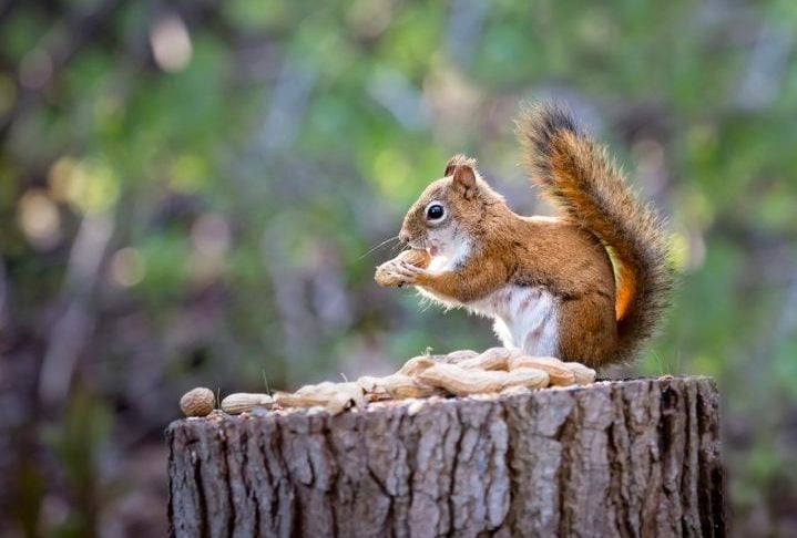 Em termos de comportamento, os esquilos são muito ativos e passam grande parte do dia buscando alimentos, que incluem nozes, sementes, frutas e, ocasionalmente, pequenos insetos.