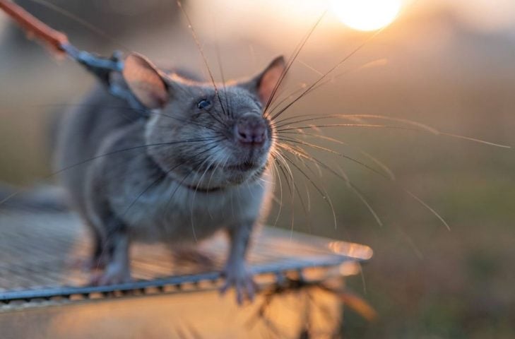 Visando combater o comércio ilegal de animais silvestres, pesquisadores estão treinando ratos-gigantes-africanos para inspecionar contêineres e armazéns.