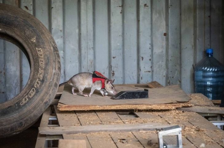 Esses ratos, que podem chegar a um metro de comprimento, foram treinados pela ONG Apopo para detectar o cheiro de produtos ilegais da vida selvagem, como presas de elefantes e chifres de rinoceronte.