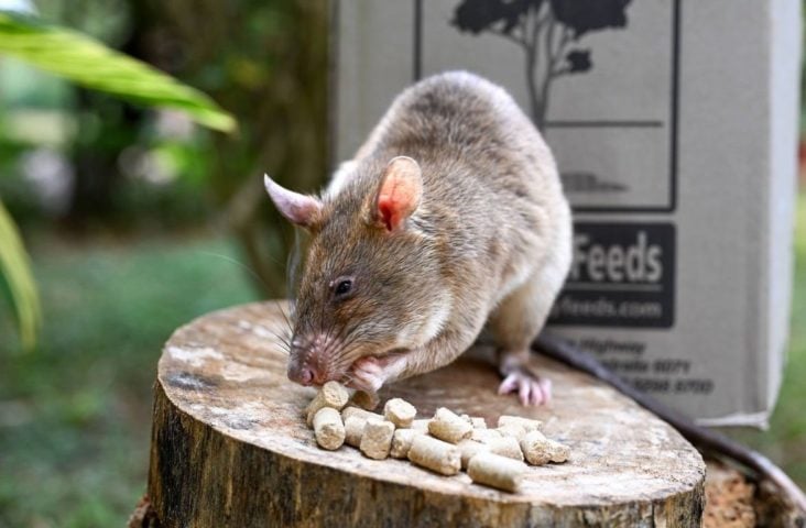 Além de ampliar suas funções, já que são usados para detectar minas terrestres e tuberculose, a iniciativa combate um mercado ilícito que movimenta cerca de US$ 20 bilhões anuais, segundo a Interpol.