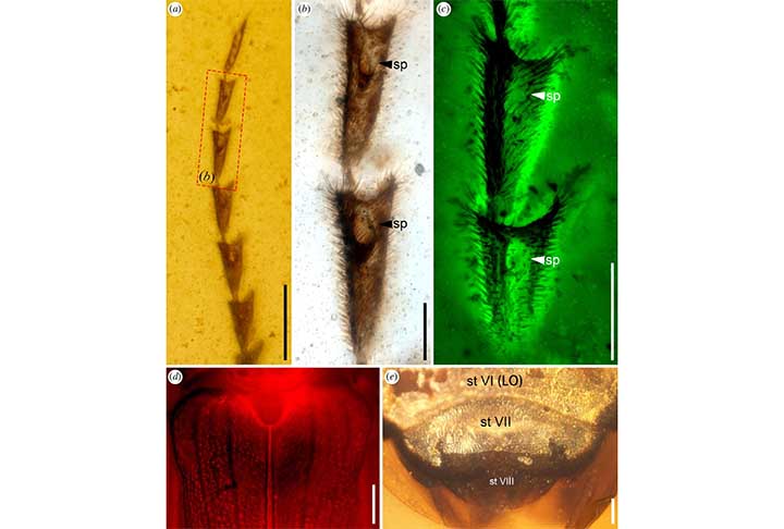 No entanto, a análise da primeira espécie de vaga-lume do Mesozóico já encontrada, em 2015, não foi tão simples. Afinal, os fósseis do inseto complicam estudos mais profundos sobre as procedências deste animal.
