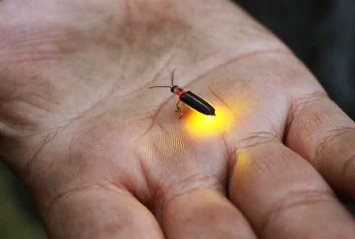 “O fóssil ajuda a preencher lacunas na compreensão da história evolutiva dos besouros lampyroides [família de besouros à qual pertencem os vaga-lumes] e mostra que características importantes, como órgãos abdominais leves, permaneceram consistentes desde meados do Cretáceo”, disse Chenyang Cai, principal autor do estudo.