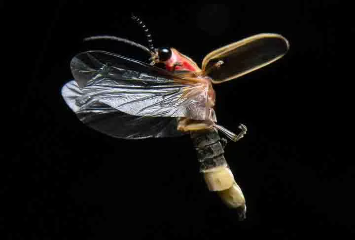 As fêmeas produzem a luz para atrair parceiros, mas tem uma desvantagem. A sua própria luminosidade pode também atrair predadores, como a lagartixa.