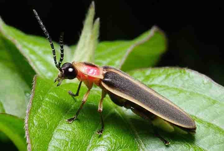 Especificamente no Brasil, concentra-se 25% das duas mil espécies de vaga-lumes do mundo. A Mata Atlântica é um dos ecossistemas que possui o maior número desses animais.