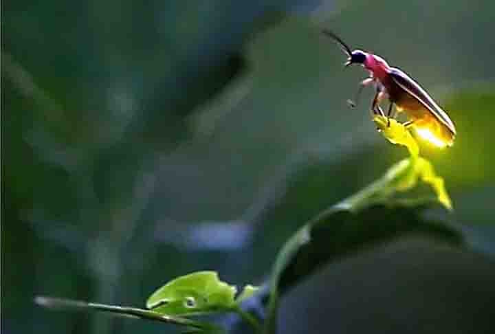 Os vaga-lumes, geralmente, comem lesmas, caracóis e minhocas. Algumas espécies consomem pólen ou néctar, enquanto somente alguns representantes são predadores, podendo também realizar o canibalismo, quando as fêmeas consomem os machos.