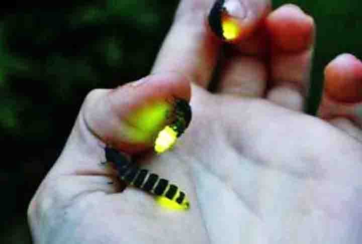 Esses insetos se reproduzem por meio da deposição dos ovos, feita pelas fêmeas. Quando eles eclodem, pequenas larvas achatadas surgem e também produzem bioluminescência.