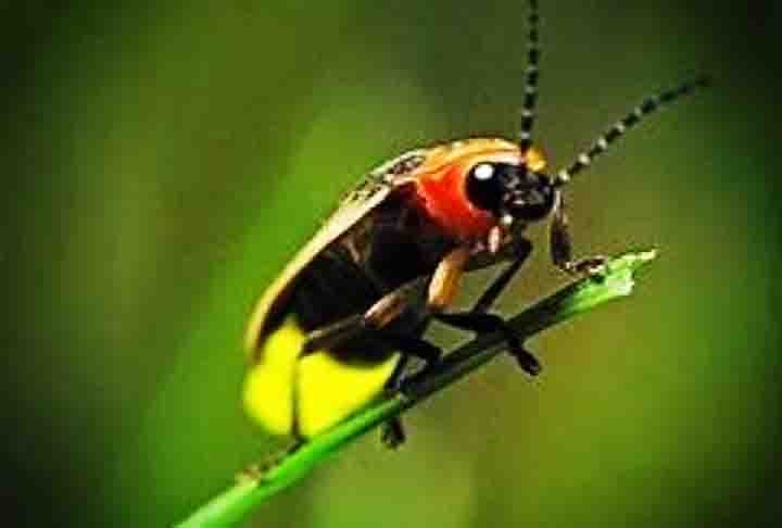 No primeiro momento da vida, elas vivem no chão e se alimentam de caracóis e lesmas, injetando um fluido dentro do corpo da presa para fazer a pré-digestão antes do consumo.