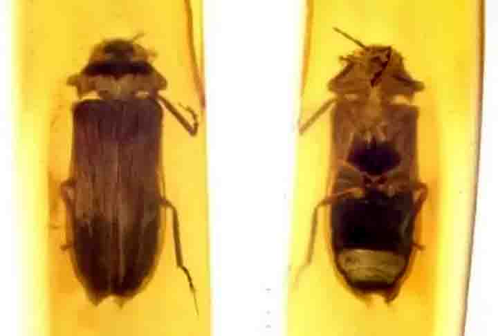 Eles, portanto, acreditam que os vaga-lumes tenham evoluído sua bioluminescência aérea. Ou seja, a habilidade de brilhar enquanto voam, há pelo menos 100 milhões de anos.