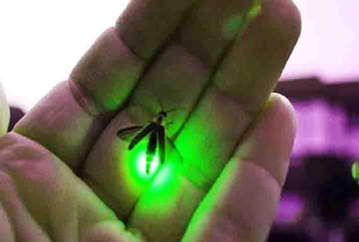 Em solo brasileiro, há o projeto “Vaga-lumes da Mata Atlântica – Biodiversidade e uso como bioindicadores”. Um ecossistema que visa catalogar a biodiversidade desses insetos na Mata Atlântica de São Paulo e avaliar o uso deles como indicadores da qualidade ambiental de áreas palustres e ribeirinhas.