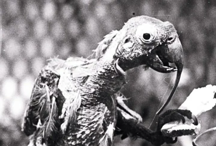 O animal, que virou uma lenda na Austrália, morreu em 1916. O papagaio chegou a dar a volta ao mundo pelo menos sete vezes(!), já que seu dono era um capitão de navio.