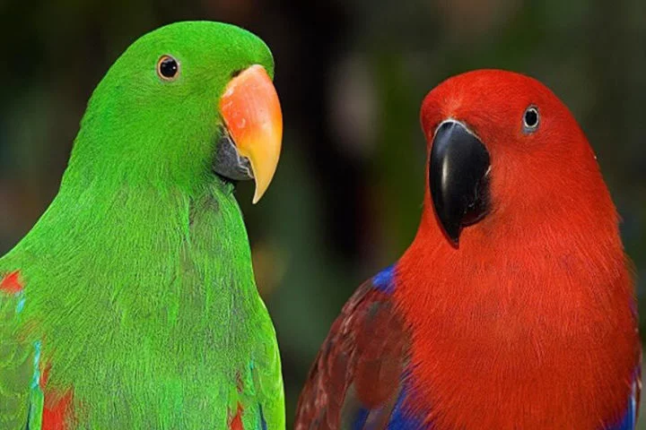Eles aprendem as palavras faladas ao redor e, em alguns casos, decoram músicas inteiras. Eles ainda enganam os próprios donos com vozes cheias de melodia!
