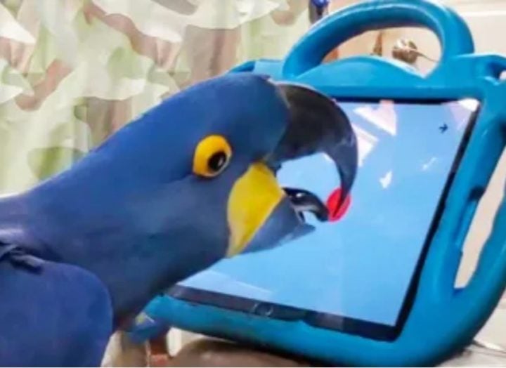 Ao projetarem um jogo de estourar balões, os pesquisadores perceberam que os papagaios usaram a língua e o bico para executar as tarefas. Mas, como ficaram com os olhos muito perto da tela, a ideia é criar tablets que sejam adaptados. 