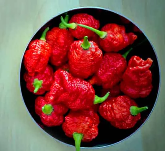 Trinidad Moruga Scorpion (2.009.231 SHU)- Descoberta recentemente em Moruga, Trinidad, provoca coceira na boca ao ser consumida. 