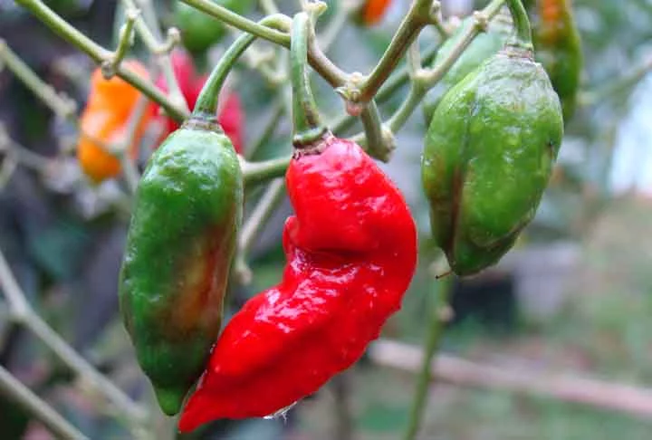 Uma curiosidade sobre essa pimenta é que Bhut Jolokia é utilizada em rituais religiosos em algumas regiões da Índia devido à sua natureza ardente.