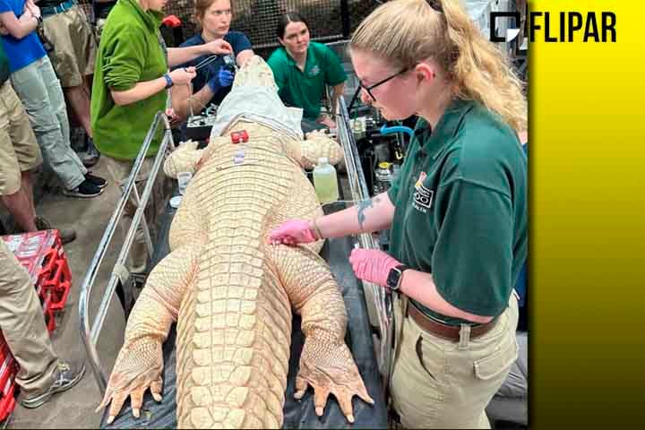 Recentemente, a equipe de veterinários de um zoológico, nos Estados Unidos, precisou fazer uma cirurgia de emergência para remover dezenas de moedas do estômago de um jacaré desse tipo. 