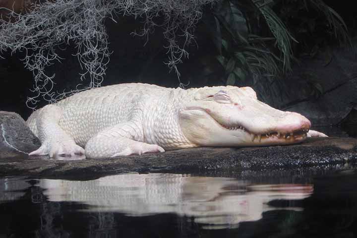 Jjacarés leucísticos machos como Thibodaux chegam a 3,4 metros na idade adulta. A sua expectativa de vida, em ambiente protegido, é a mesma de um jacaré comum, chegando à faixa de 65 a 80 anos. 
