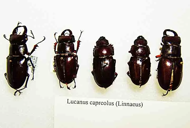 Com o nome científico de Lucanus capreolus, esse inseto pertence à Ordem Coleoptera. E por ser raro acaba tendo grande valor devido à sua importância para colecionadores. 