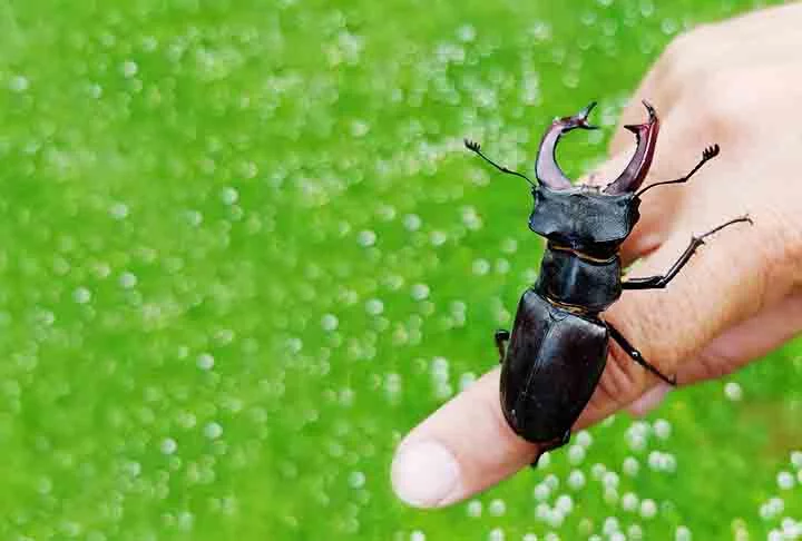E ainda existe o fator bola de neve. Por ser difícil de encontrar, ele é valioso e procurado.  Quando é capturado, ocorre uma redução ainda maior de disponibilidade da espécie, o que a torna ainda mais rara. 