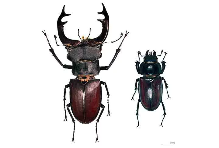 Nessa espécie, o macho é maior do que a fêmea. E também existe uma diferença na cor. Os  machos têm um tom marrom avermelhado escuro e as fêmeas são num tom marrom alaranjado. 