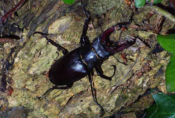 O besouro se alimenta de madeira em decomposição, material vegetal também decomposto, folhedo, fungos e seiva. 