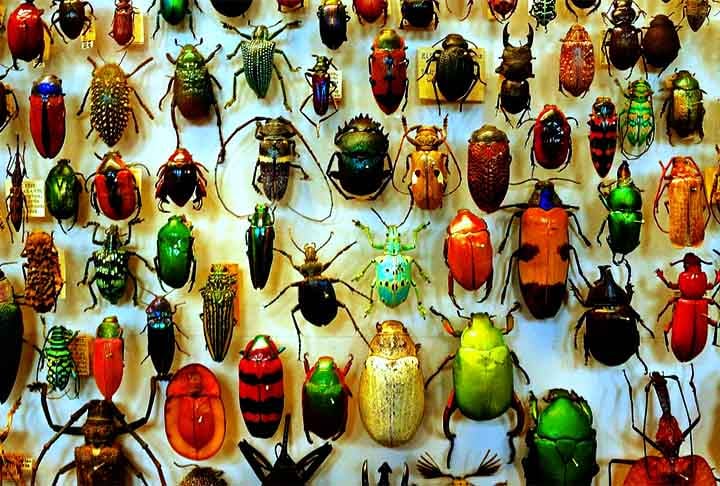 Estima-se que existam entre 350 mil e 400 mil espécies de besouros conhecidas no planeta. Com isso,  eles formam o grupo de insetos mais diversificado. 