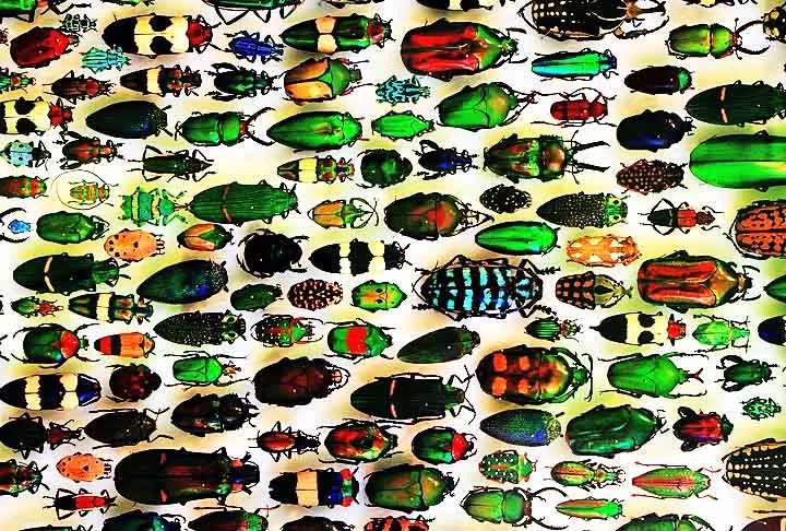 Alguns cientistas acreditam que o número real pode ser ainda maior, chegando a 500 mil espécies, com muitas ainda não descobertas. Os besouros representam cerca de 40% de todas as espécies de insetos conhecidas