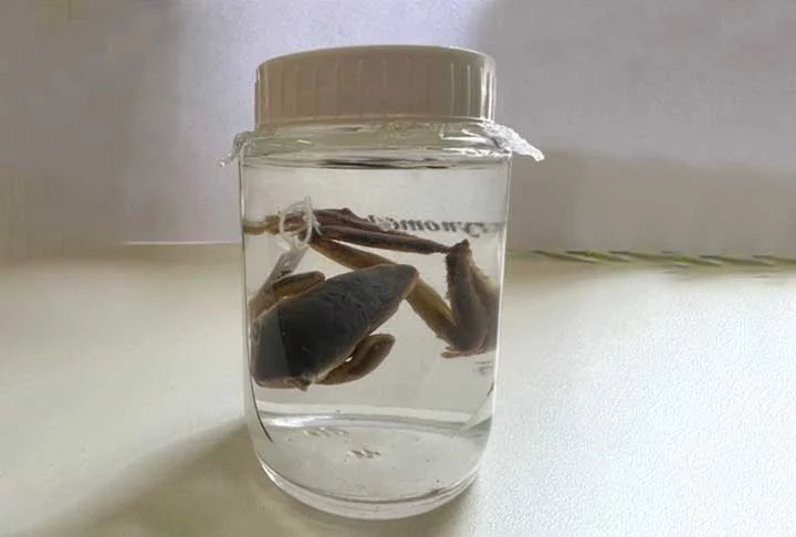 Já as semelhanças é que todos os anuros respiram pela pele e pelo pulmão e sugam água pela região inguinal (abaixo da barriga)”, esclareceu Jared.