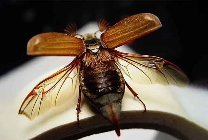 Todos passam por metamorfose completa, têm peças bucais mastigadoras e podem voar. Além disso, habitam diversos ambientes e utilizam camuflagem ou defesas físicas para proteção.