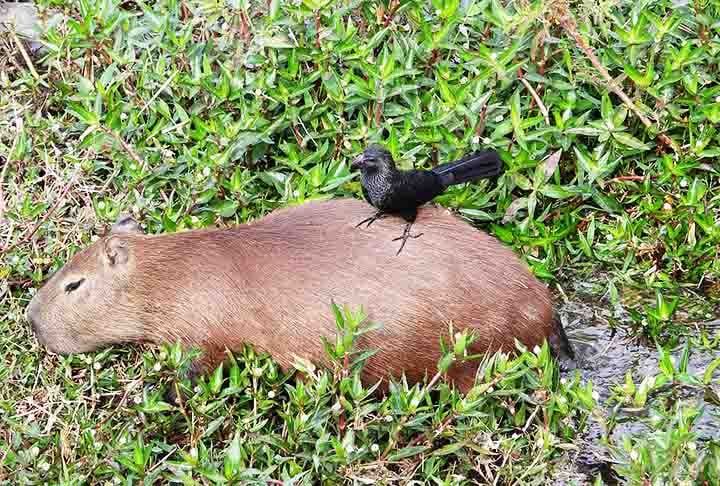 A revista “Veterinary Research Communication” relatou três casos de raiva em capivaras encontradas mortas no Brasil entre o fim de 2019 e início de 2020. O estudo no cérebro dos animais foi feito no Instituto Pasteur, em São Paulo (SP), com apoio da Fundação de Amparo à Pesquisa do Estados de São Paulo (Fapesp). 
