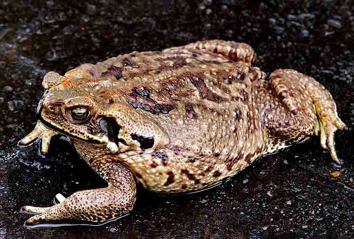 Das mais de 8.400 espécies de anfíbios conhecidas no mundo, 1.188 estão no Brasil, o que faz do país o dono da maior diversidade no mundo, segundo o Centro Nacional de Pesquisa e Conservação de Répteis e Anfíbios (RAN). 