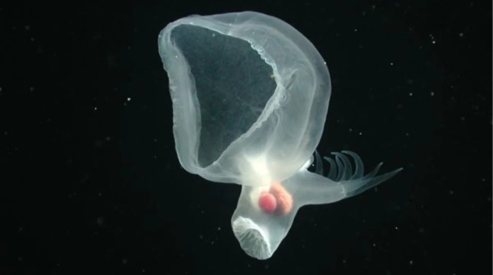 Esta esp&eacute;cie, Bathydevius Caudactylus, tem aproximadamente o tamanho de uma ma&ccedil;&atilde;.