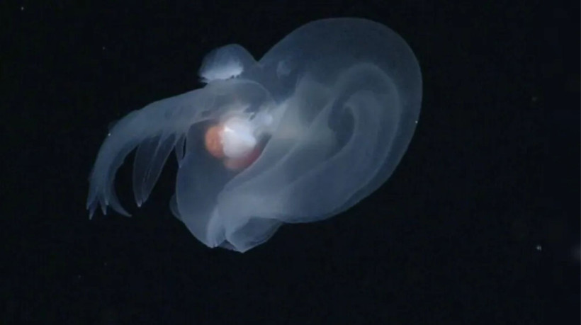 Usando robô subaquático, cientistas capturam imagens do molusco misterioso.
