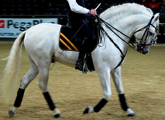 Considerado o mais antigo cavalo de sela do mundo. Muito usado em monarquias e impérios ao longo da história. Chegou às Américas com os colonizadores. Tem harmonia no corpo, resistência e inteligência. 