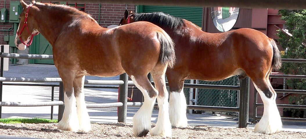 Clydesdale - Originário da Escócia. 