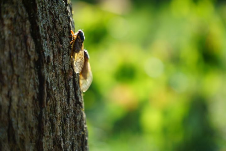 Ele também explicou que a substância “não traz nenhum mal para o galho e não precisa podar”. Ao contrário, é muito importante deixar porque as cigarras têm um papel essencial na ecologia.