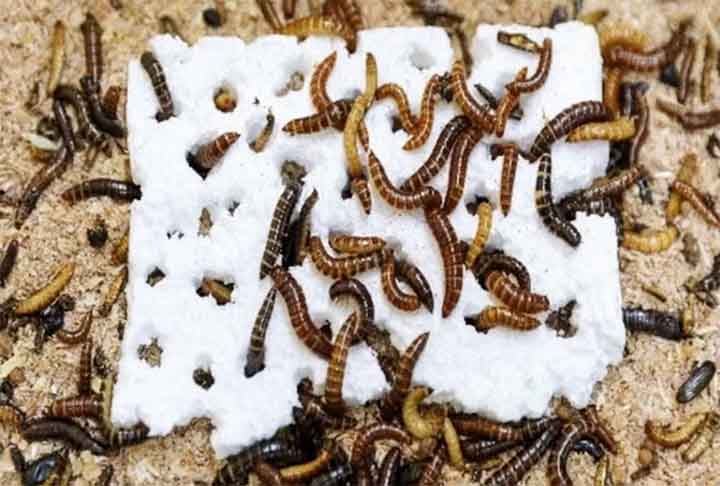 Um dos grandes problemas que afetam diretamente a natureza é o acúmulo de plástico, que pode poluir o meio ambiente e, a longo prazo, destruir a fauna e a flora. Contudo, pesquisadores descobriram um pequeno inseto no Quênia, país da África, que pode ser essencial neste combate e quebrar tais resíduos. 