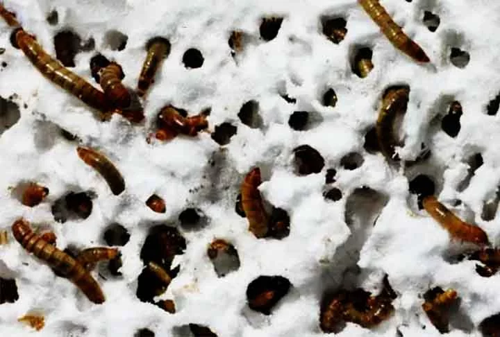 Conhecido como isopor, o material plástico é utilizado em embalagens alimentícias, eletrônicas e industriais. Todavia, é difícil de quebrar e extremamente durável. Até porque os métodos tradicionais de reciclagem são caros e podem criar poluentes