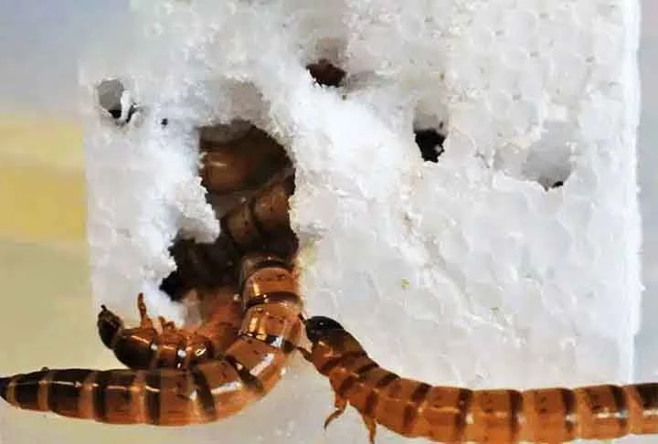 Os insetos que receberam poliestireno e farelo sobreviveram em taxas mais altas. Além disso, conseguiram comer o plástico de forma mais eficiente.