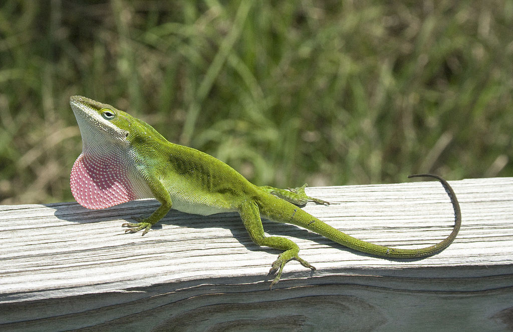 O anolis-verde é pequeno, com cerca de 12 a 20 cm de comprimento.  Ele é conhecido pelo saco vocal vermelho que infla durante a comunicação e o acasalamento. Alimenta-se principalmente de insetos.