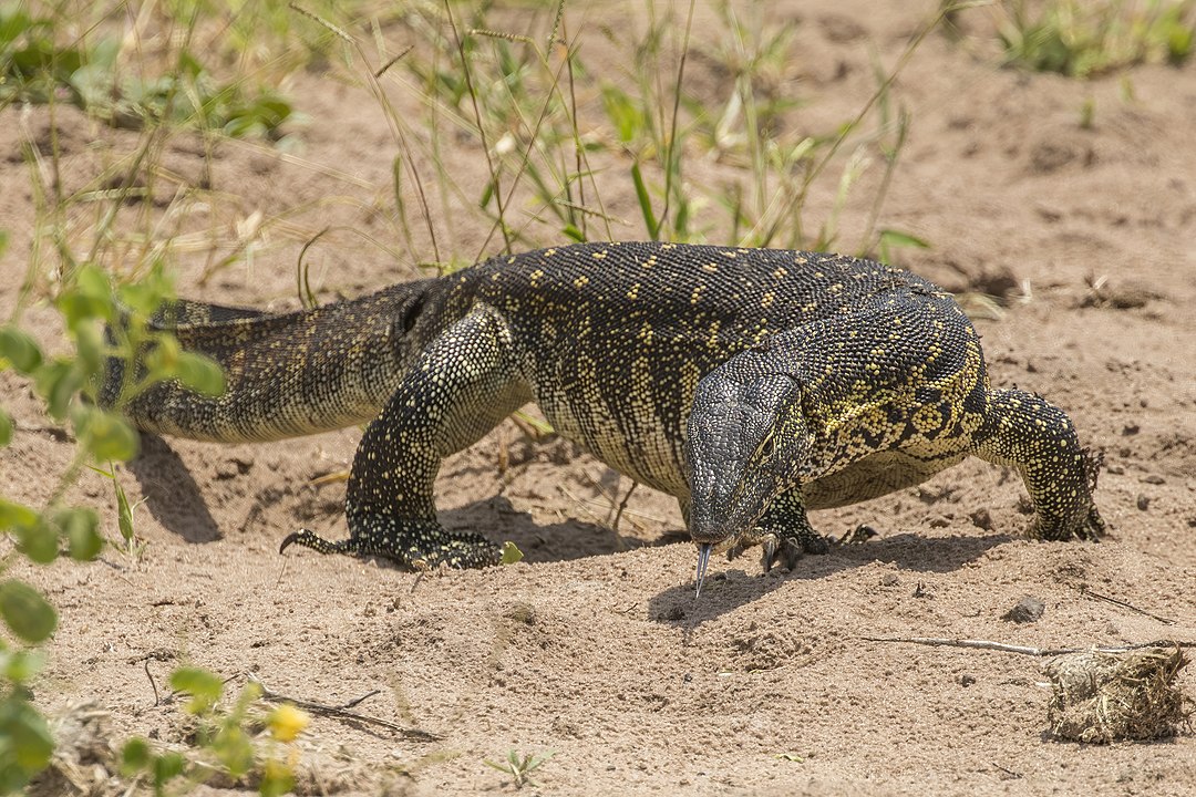 LAGARTO DO NILO (Varanus niloticus) - Origem: África Subsaariana. É comum em áreas próximas a fontes de água, como rios, pântanos e lagos, e habita tanto savanas quanto florestas.