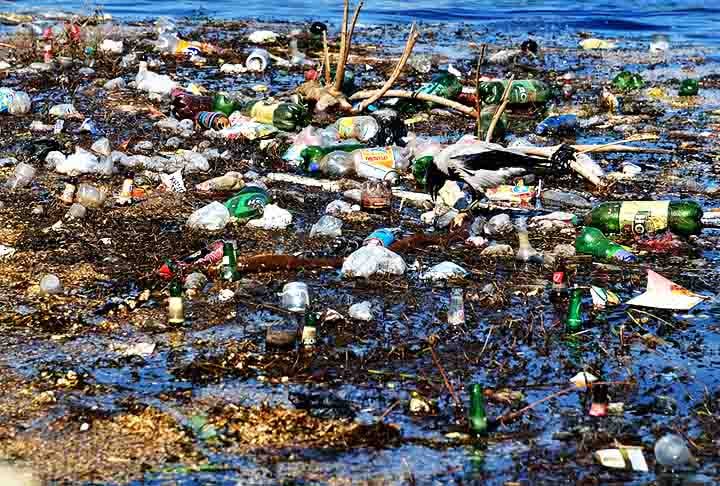 Quando eles começam a ingerir plástico, as bactérias em seus intestinos podem ajudar a quebrá-lo. Uma descoberta que apoia a hipótese de que o intestino de certos insetos pode permitir a degradação do plástico.