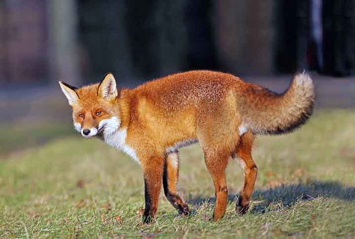 Come pequenos mamíferos, aves, insetos e frutas, sendo um importante dispersor de sementes. Vive de 5 a 7 anos,