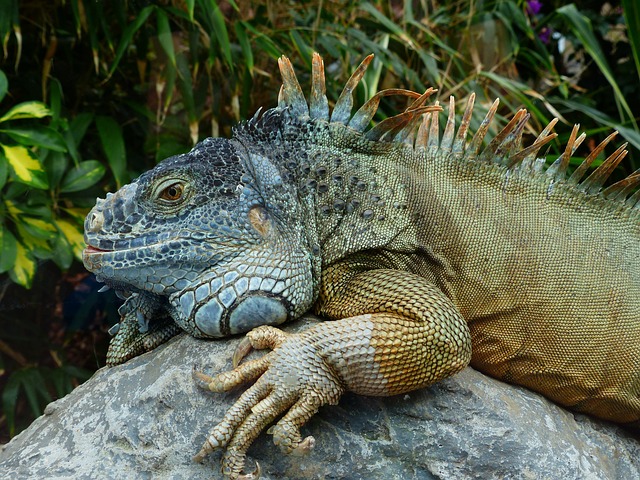 IGUANA-VERDE (Iguana iguana) - Origem: América Central, América do Sul e algumas partes do Caribe. Vive principalmente em florestas tropicais, mas também em áreas urbanas, desde o México até o sul do Brasil e Paraguai.