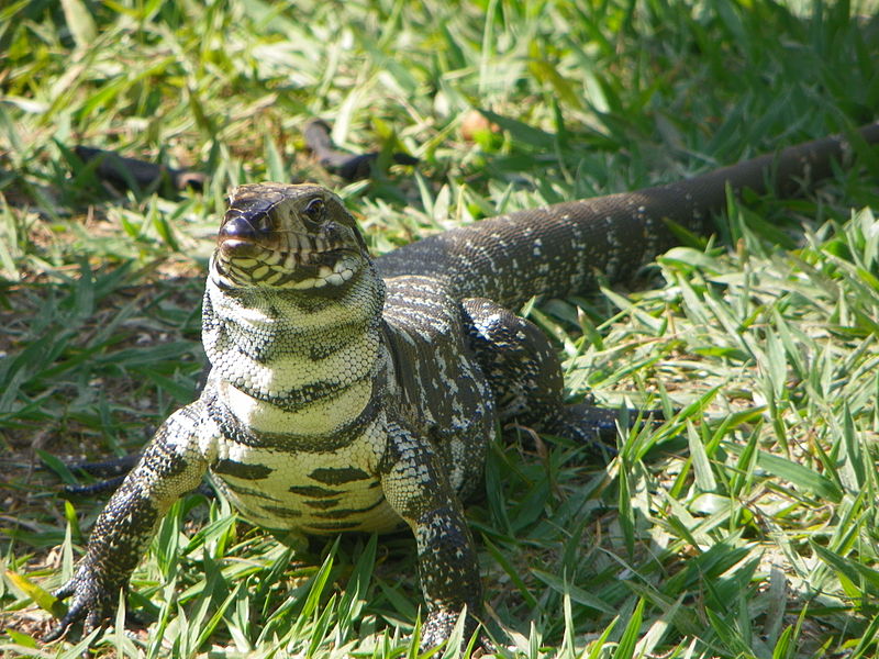 O jornal Daily Mail publicou que a presença de lagartos invasores motivou um alerta do Departamento de Recursos Naturais da Carolina do Sul, nos Estados Unidos. Os lagartos invasores são da espécie teiú, nativa do Paraguai, Uruguai e Argentina.