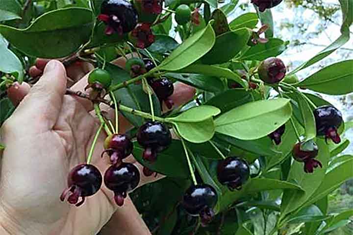 Quando madura, sua casca é preta ou roxa escura. Além de ser rica em vitamina C, antioxidantes e fibras, a grumixama também tem propriedades anti-inflamatórias.