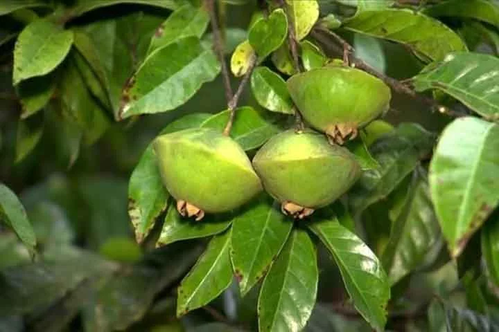 Rico em vitamina C, potássio e antioxidantes, o cambuci é muito versátil: pode ser consumido fresco, em sucos, caipirinhas, molhos e até conservas.