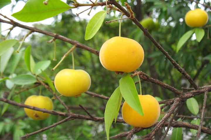 Uvaia: Doce e suculenta, a uvaia tem uma casca fina e polpa branca com sabor que lembra uva e limão. Rica em vitamina C, potássio e fósforo, é ótima para consumo fresco, sucos, geleias e até vinhos.