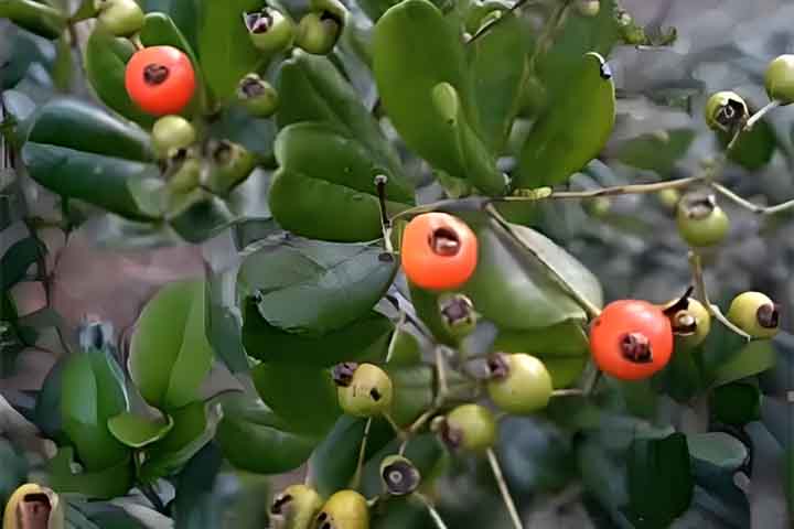 Cambuí: É uma fruta muito apreciada pelos pássaros, além te ter um aroma agradável que pode ser sentido de longe. 