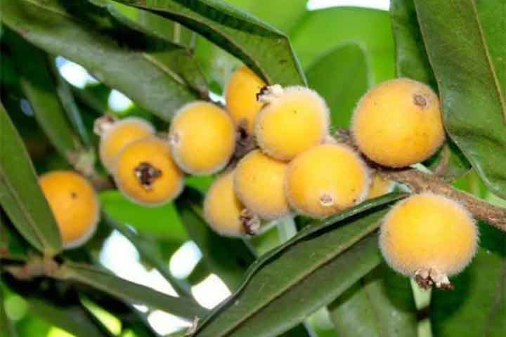 Além disso, a cabeludinha pode ser consumida fresca, em sucos, doces ou em sorvetes. Além de ser deliciosa, é nutritiva e traz vários benefícios para a saúde.